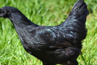 Manfaat Ayam Cemani