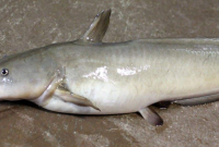 Manfaat Ikan Sembilang Laut