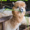 Manfaat Bulu Alpaca