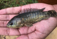 Manfaat ikan betok
