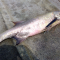 Manfaat Ikan Senangin
