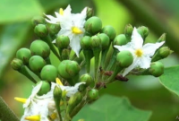 Manfaat Buah Takokak Untuk Pria