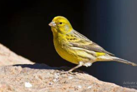 Manfaat Apel untuk Burung Kenari