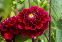 Manfaat Bunga Dahlia
