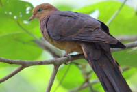 Mitos Burung Tekukur