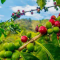 Sarindan Alias Benalu Kopi