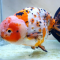Manfaat Ikan Mas Koki