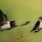 Mendatangkan Burung Walet Dengan Ayat Al-Quran