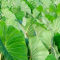Daun Talas Bisa Bikin Gatal