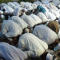 Salat Jamaah