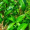Manfaat Daun Sambiloto