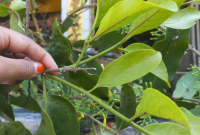 efek samping minum rebusan benalu kopi bagi tubuh