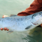 Manfaat Ikan Salmon