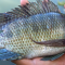 Manfaat Ikan Mujair
