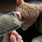 Cara Mengurangi Kerontokan Bulu Kucing
