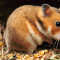 Cara Merawat Hamster agar Tetap Sehat
