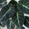 Cara Merawat Tanaman Hias Alocasia