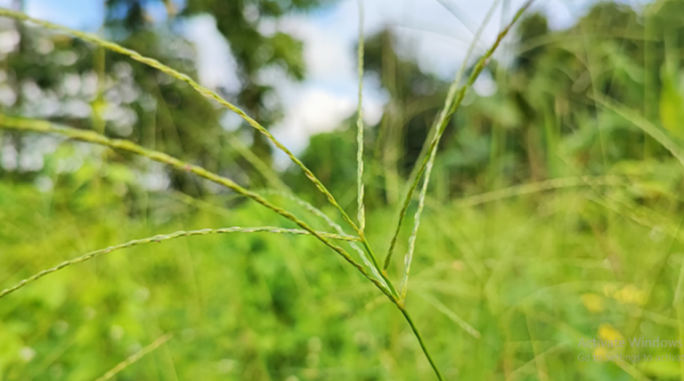 Manfaat Rumput Belulang - Khasiat Alami untuk Kesehatan - Hasiltani.id