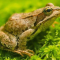 Proses Daur Hidup Katak
