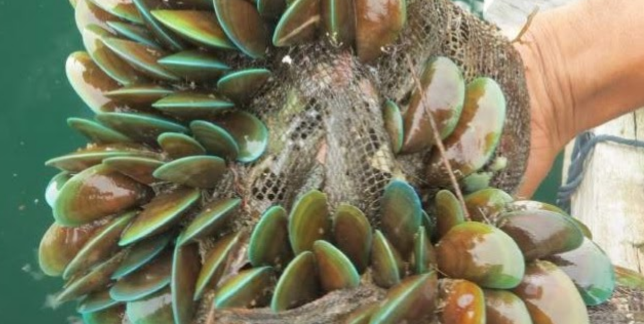 Manfaat Kerang Hijau untuk Kesehatan