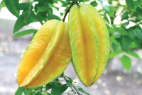 Manfaat Buah Belimbing untuk Kesehatan