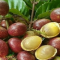 Manfaat Buah Matoa untuk Kesehatan