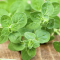 Manfaat Oregano untuk Kesehatan