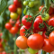 Budidaya Tomat