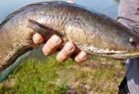 Manfaat Ikan Gabus untuk Kesehatan