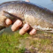 Manfaat Ikan Gabus untuk Kesehatan