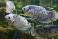 Manfaat Ikan Gurame