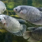 Manfaat Ikan Gurame
