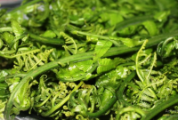 Manfaat Sayur Pakis