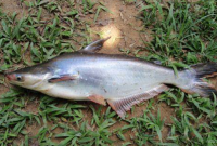 Manfaat Ikan Patin