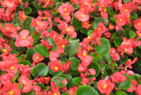 Cara Menanam Tanaman Begonia