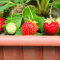 Cara Menanam Strawberry