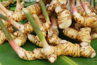 Cara Menanam Lengkuas
