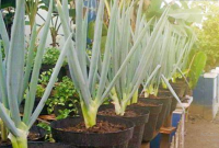 Cara Menanam Daun Bawang