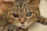 Cara untuk Mengatasi Mata Kucing yang Berselaput
