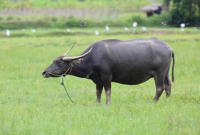 Manfaat Daging Kerbau untuk Kesehatan