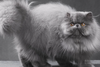 Fakta Menarik tentang Kucing Persia