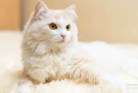 Fakta Menarik tentang Kucing Anggora