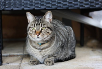 Ciri Karakteristik Kucing Kampung