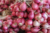 Cara Menanam Bawang Merah