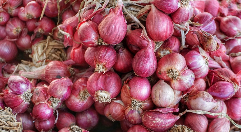 Cara Menanam Bawang Merah