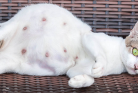 Tanda-Tanda Kucing Hamil