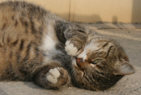 Penyebab Kucing Batuk
