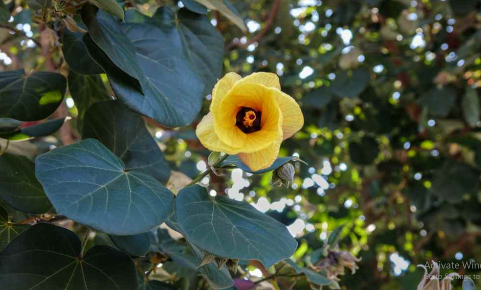 Manfaat Daun Waru