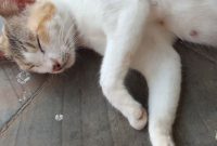 Cara Mengatasi Kaki Kucing yang Bengkak
