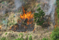 Penyebab Kebakaran Hutan